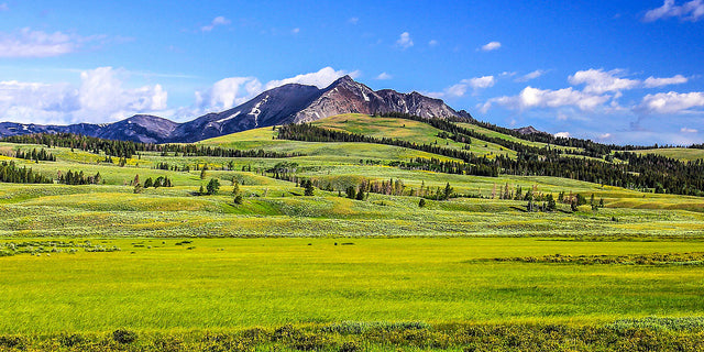 Yellowstone National Park: Where the Bison and Grizzly Bear Play
