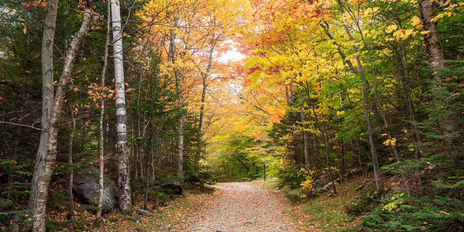 forest-trail-in-the-mountains-in-autumn-beautiful-autumn-colours-picture-id1325612652