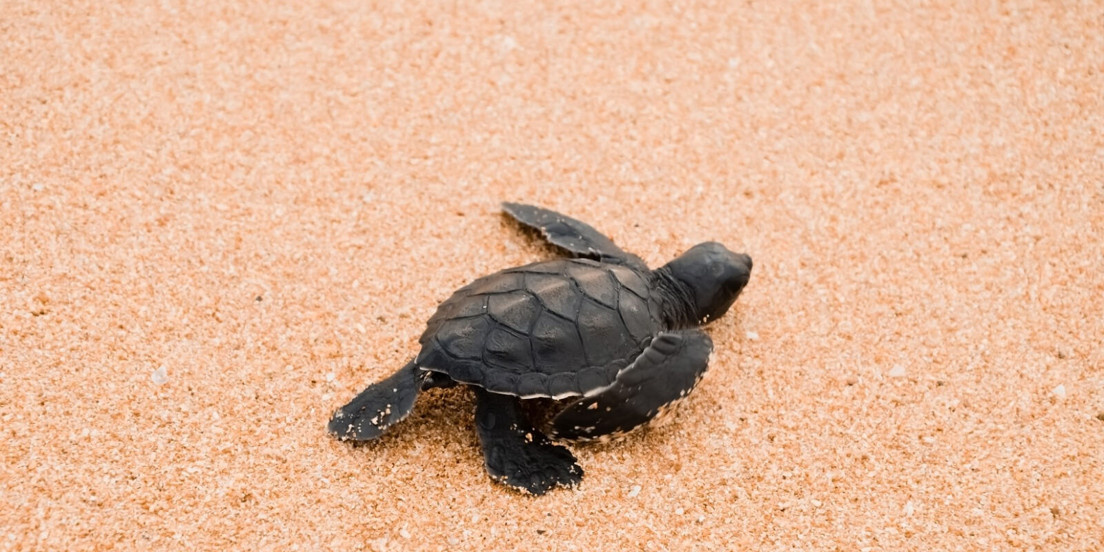 Little Sea Turtle Crawling on Sandy Beach